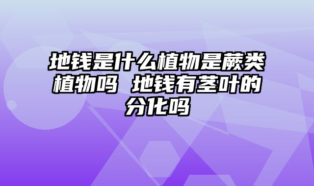 地钱是什么植物是蕨类植物吗 地钱有茎叶的分化吗