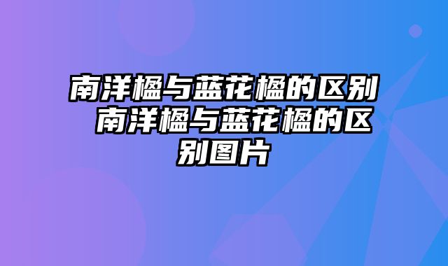 南洋楹与蓝花楹的区别 南洋楹与蓝花楹的区别图片
