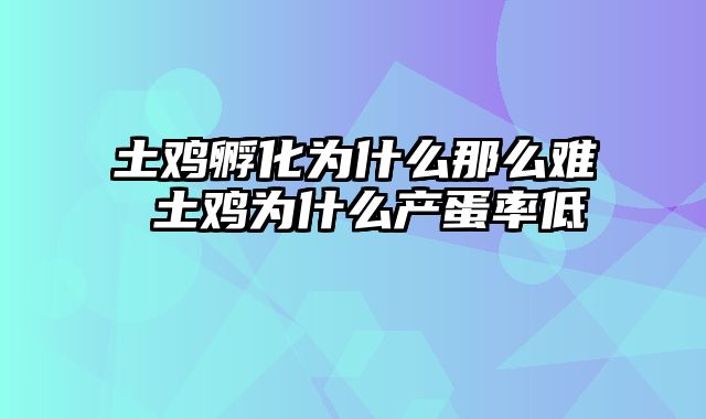 土鸡孵化为什么那么难 土鸡为什么产蛋率低