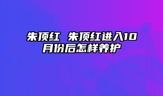 朱顶红 朱顶红进入10月份后怎样养护