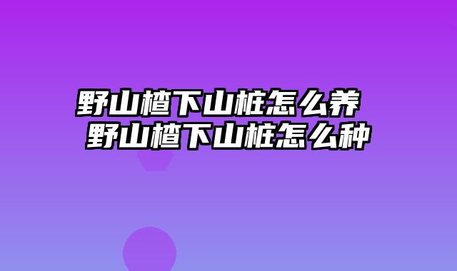 野山楂下山桩怎么养 野山楂下山桩怎么种