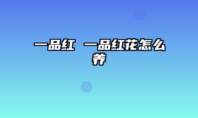 一品红 一品红花怎么养