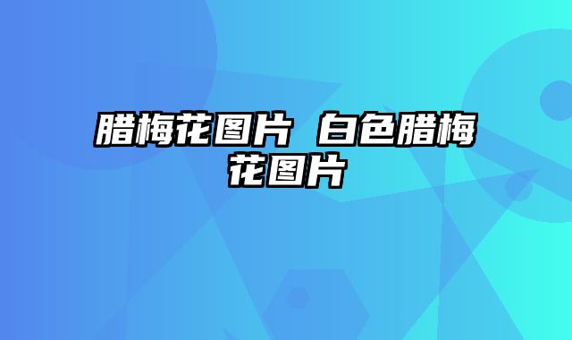 腊梅花图片 白色腊梅花图片