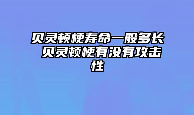 贝灵顿梗寿命一般多长 贝灵顿梗有没有攻击性