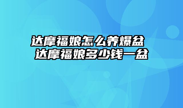 达摩福娘怎么养爆盆 达摩福娘多少钱一盆