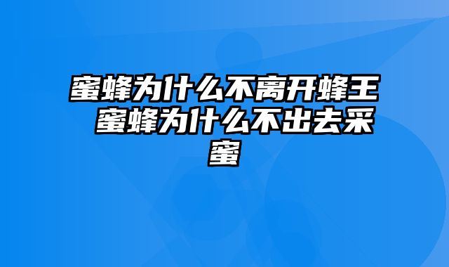 蜜蜂为什么不离开蜂王 蜜蜂为什么不出去采蜜