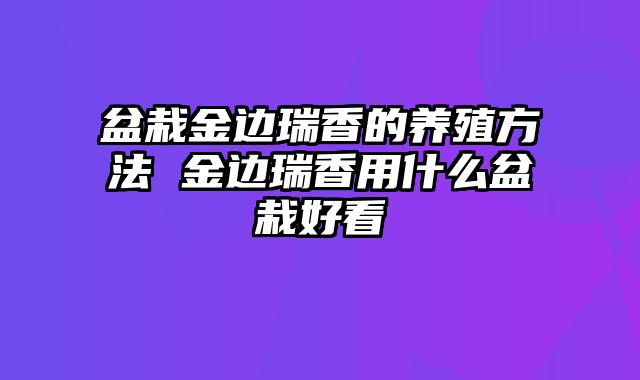 盆栽金边瑞香的养殖方法 金边瑞香用什么盆栽好看