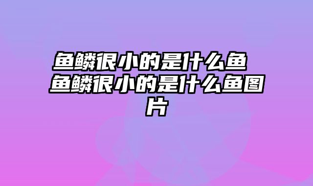 鱼鳞很小的是什么鱼 鱼鳞很小的是什么鱼图片