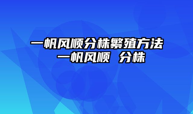 一帆风顺分株繁殖方法 一帆风顺 分株