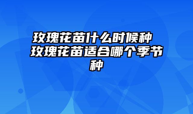 玫瑰花苗什么时候种 玫瑰花苗适合哪个季节种