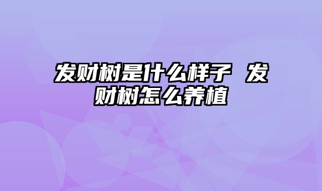 发财树是什么样子 发财树怎么养植
