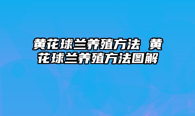 黄花球兰养殖方法 黄花球兰养殖方法图解