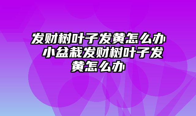 发财树叶子发黄怎么办 小盆栽发财树叶子发黄怎么办