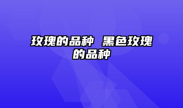 玫瑰的品种 黑色玫瑰的品种