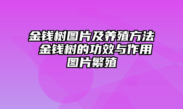 金钱树图片及养殖方法 金钱树的功效与作用图片繁殖