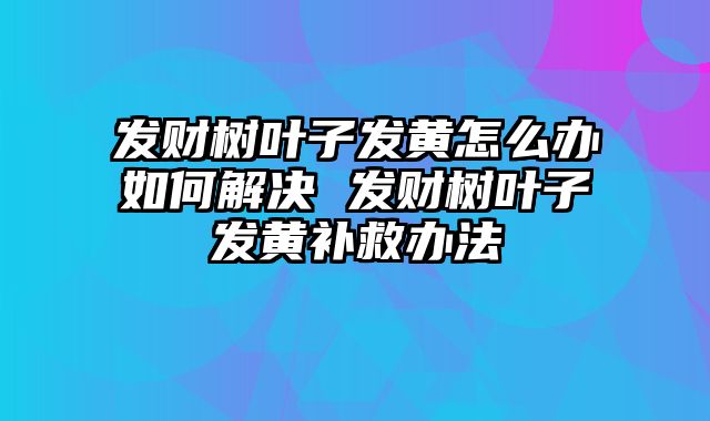发财树叶子发黄怎么办如何解决 发财树叶子发黄补救办法
