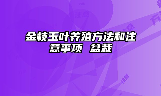 金枝玉叶养殖方法和注意事项 盆栽