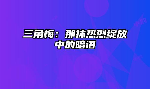 三角梅：那抹热烈绽放中的暗语