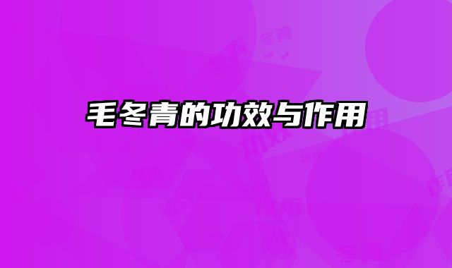 毛冬青的功效与作用