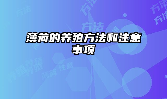 薄荷的养殖方法和注意事项
