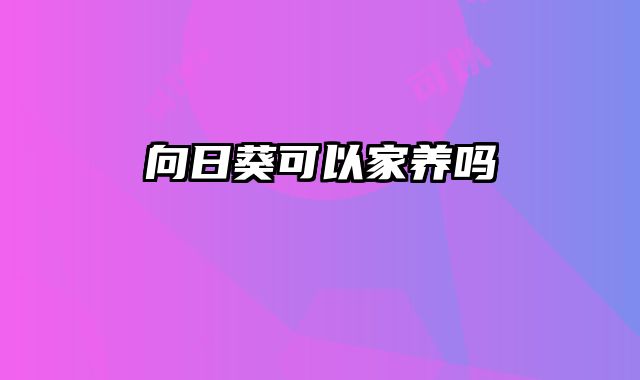 向日葵可以家养吗