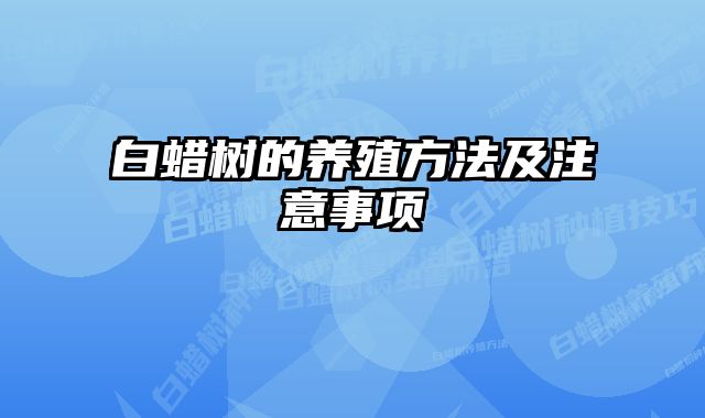 白蜡树的养殖方法及注意事项