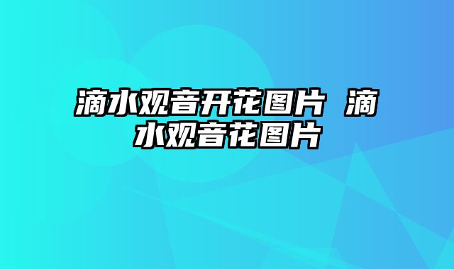 滴水观音开花图片 滴水观音花图片