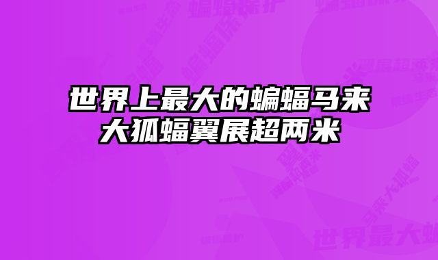 世界上最大的蝙蝠马来大狐蝠翼展超两米