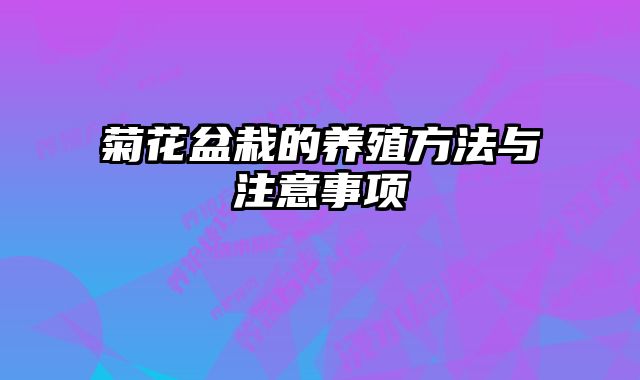 菊花盆栽的养殖方法与注意事项