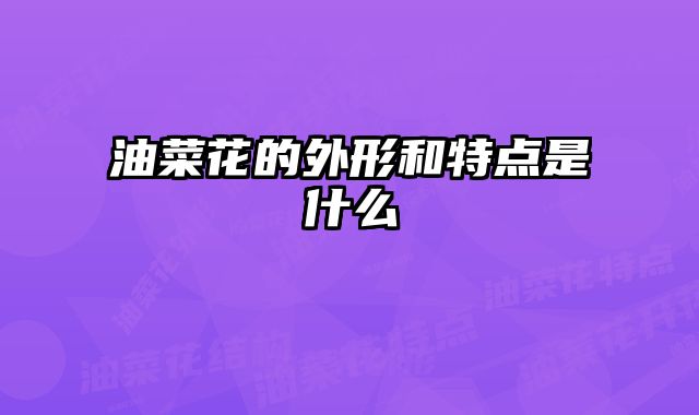 油菜花的外形和特点是什么
