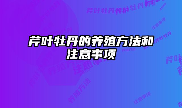 芹叶牡丹的养殖方法和注意事项