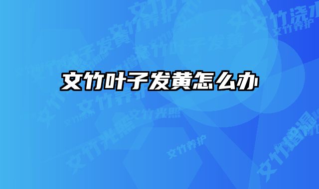 文竹叶子发黄怎么办