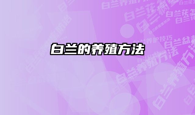 白兰的养殖方法