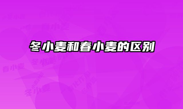 冬小麦和春小麦的区别