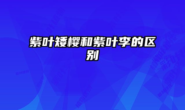 紫叶矮樱和紫叶李的区别