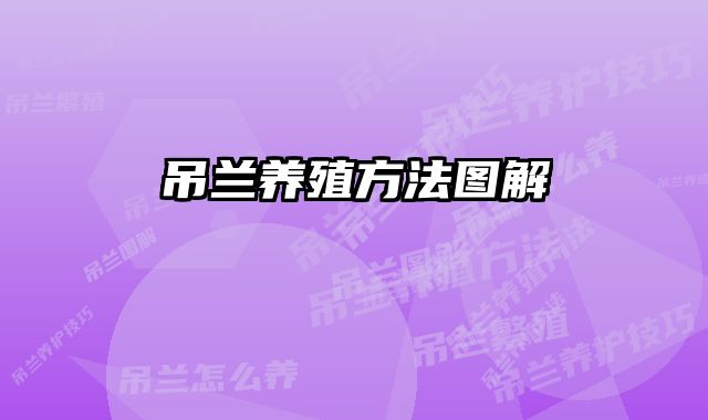 吊兰养殖方法图解