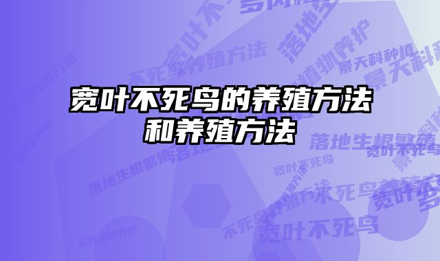 宽叶不死鸟的养殖方法和养殖方法