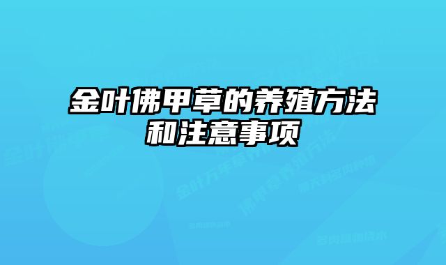 金叶佛甲草的养殖方法和注意事项
