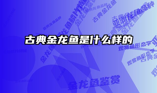 古典金龙鱼是什么样的 