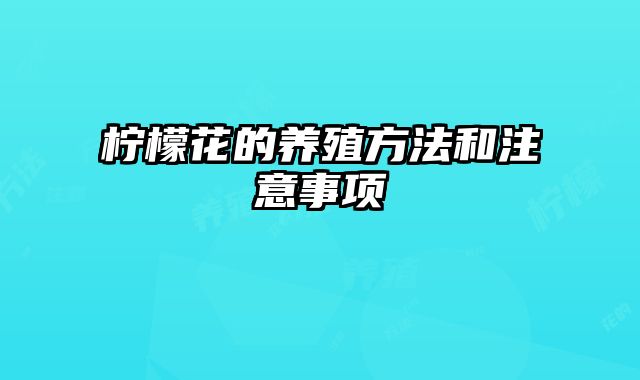 柠檬花的养殖方法和注意事项