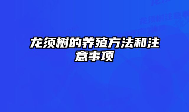 龙须树的养殖方法和注意事项 