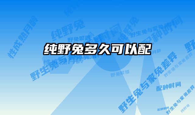 纯野兔多久可以配