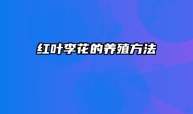 红叶李花的养殖方法 