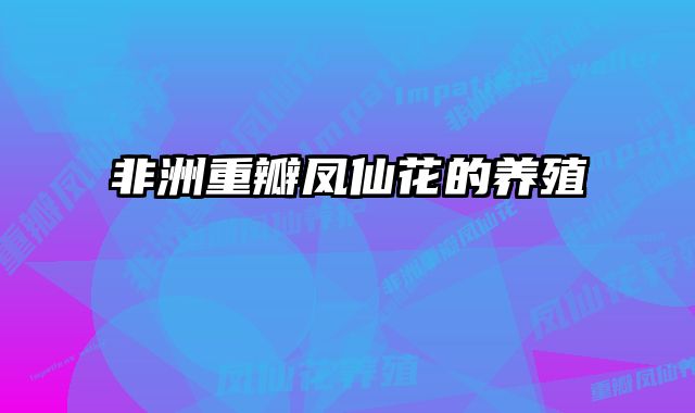 非洲重瓣凤仙花的养殖