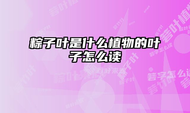 粽子叶是什么植物的叶子怎么读
