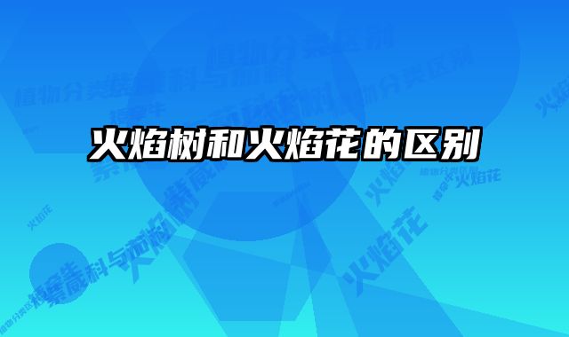 火焰树和火焰花的区别
