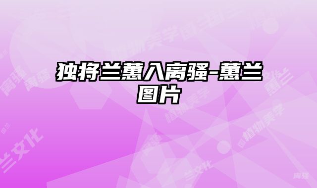 独将兰蕙入离骚-蕙兰图片 