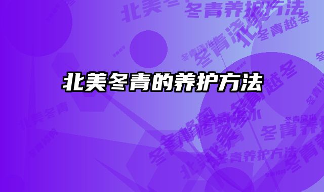 北美冬青的养护方法